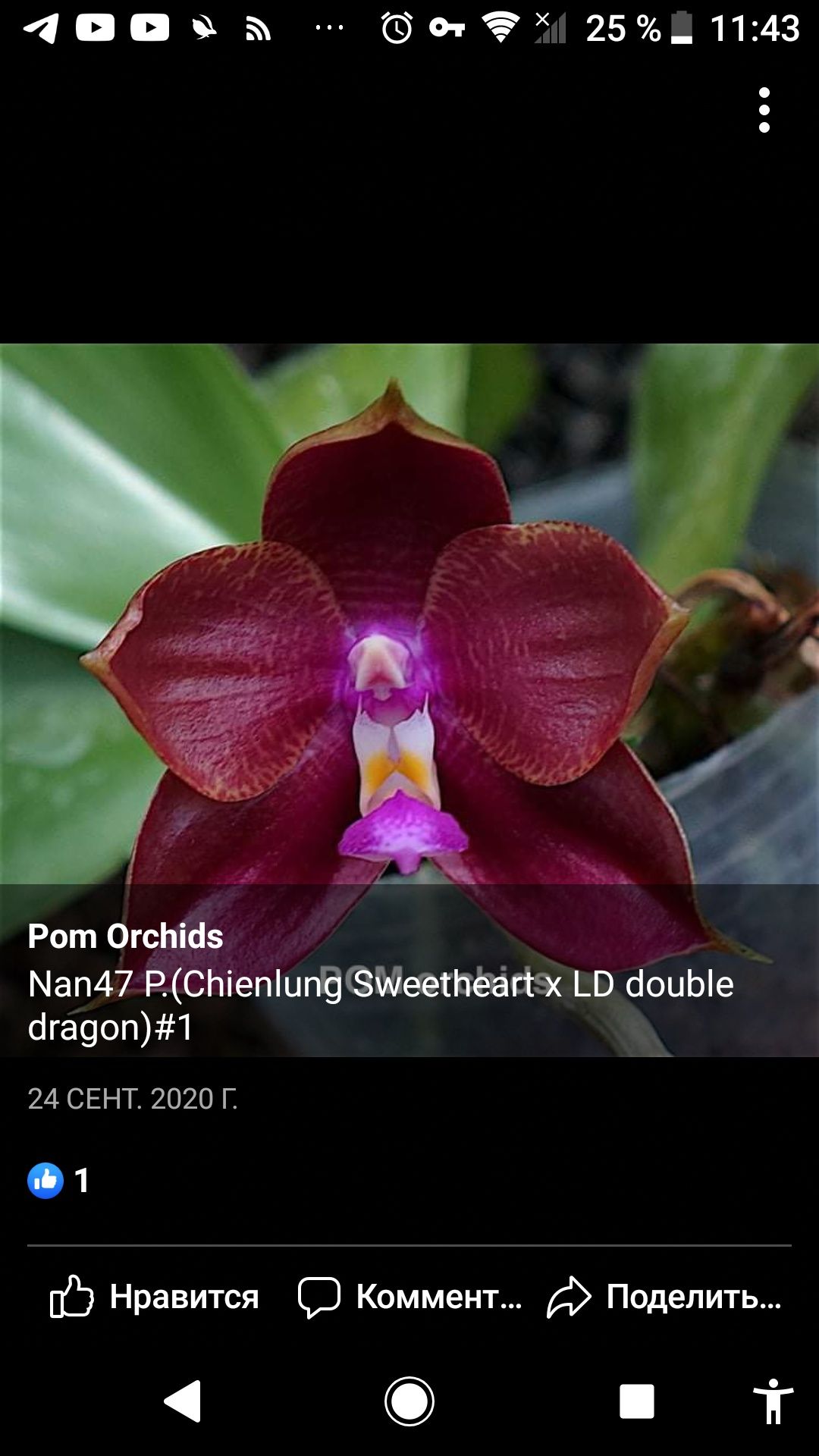 Орхидея фаленопсис Phal. Chienlung Sweetheart x LD Double Dragon..