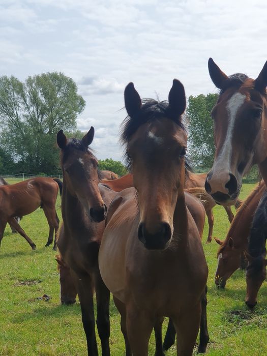 Źrebięta rocznik 2024