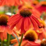 Jeżówka PolliNation Orange Red sadzonka