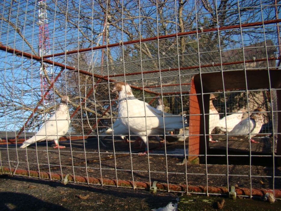 Gołębie budapeszty