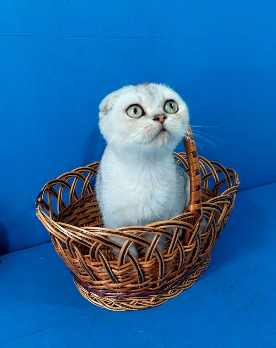 Висловухий  лагідний хлопчик