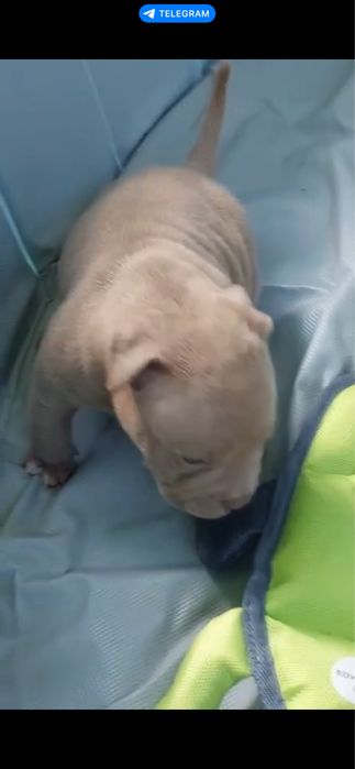 Американський Буллі