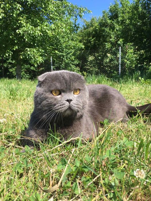 Вязка шотландського кота