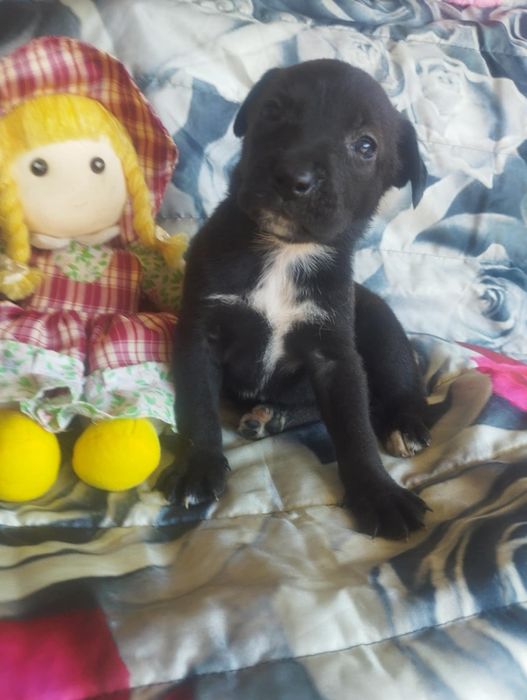 Fifi para adoção muito responsável