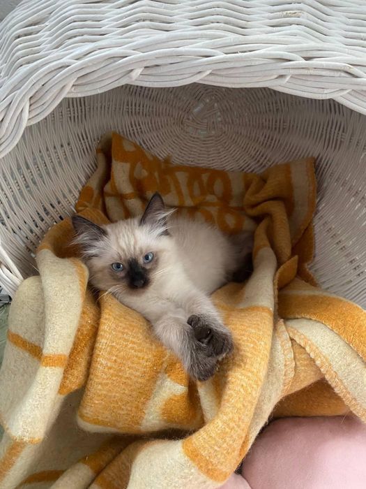 Тайский (сиамский) котёнок. Вакцинирован
