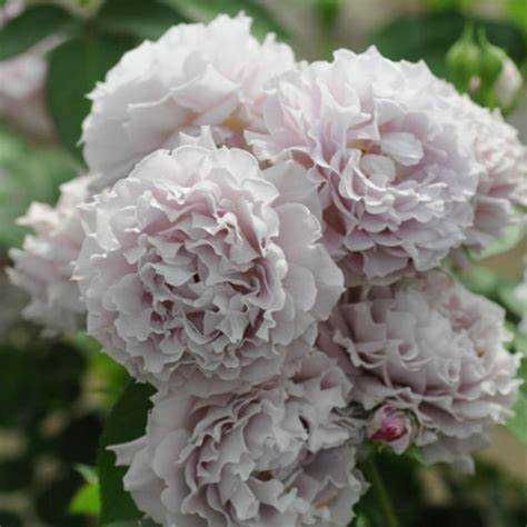 Розы японской селекции, более 20 сортов