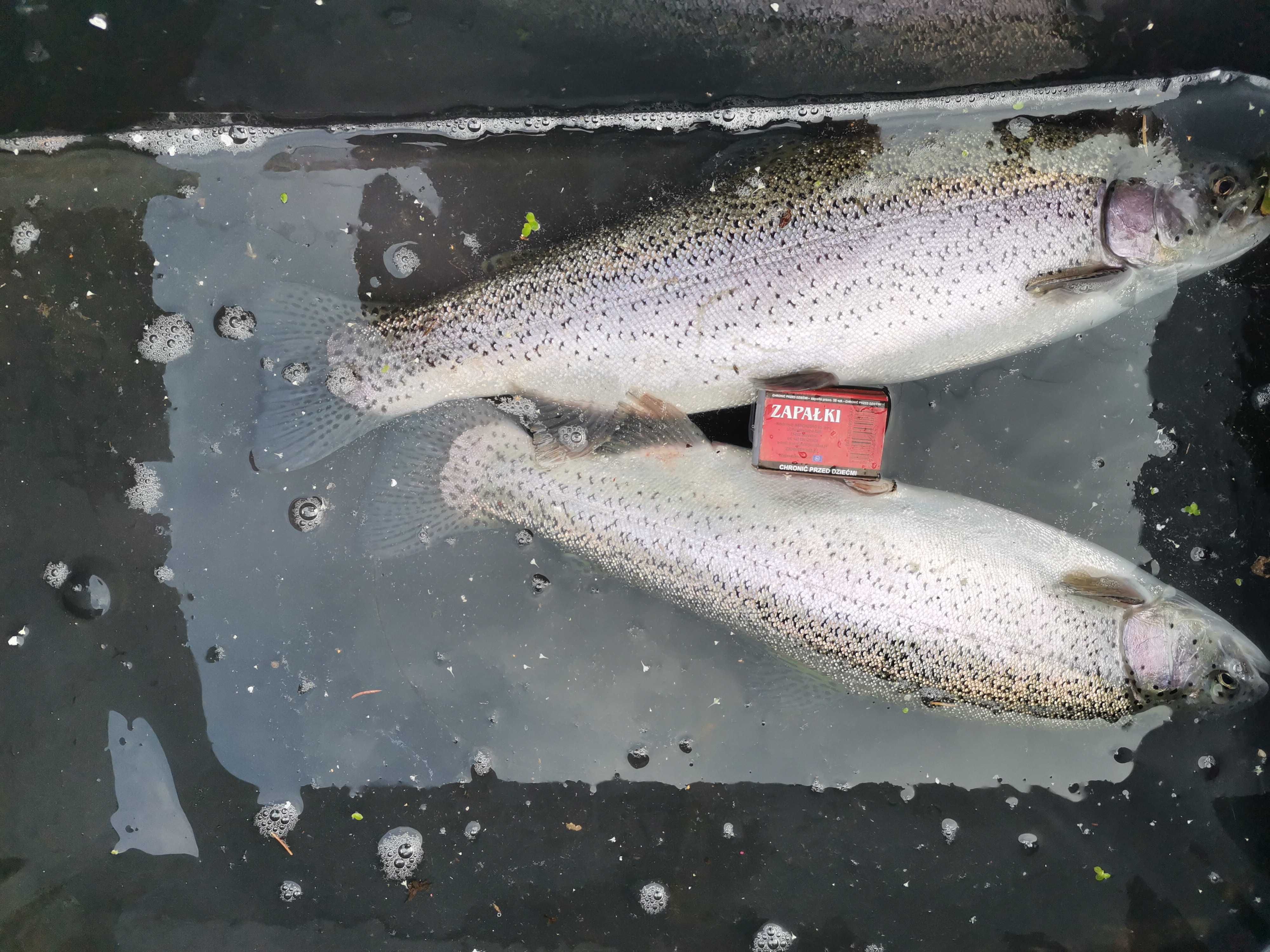 karp kroczek od 18cm do25cm 1szt 15zł  oraz pstrąg jesiotr amur