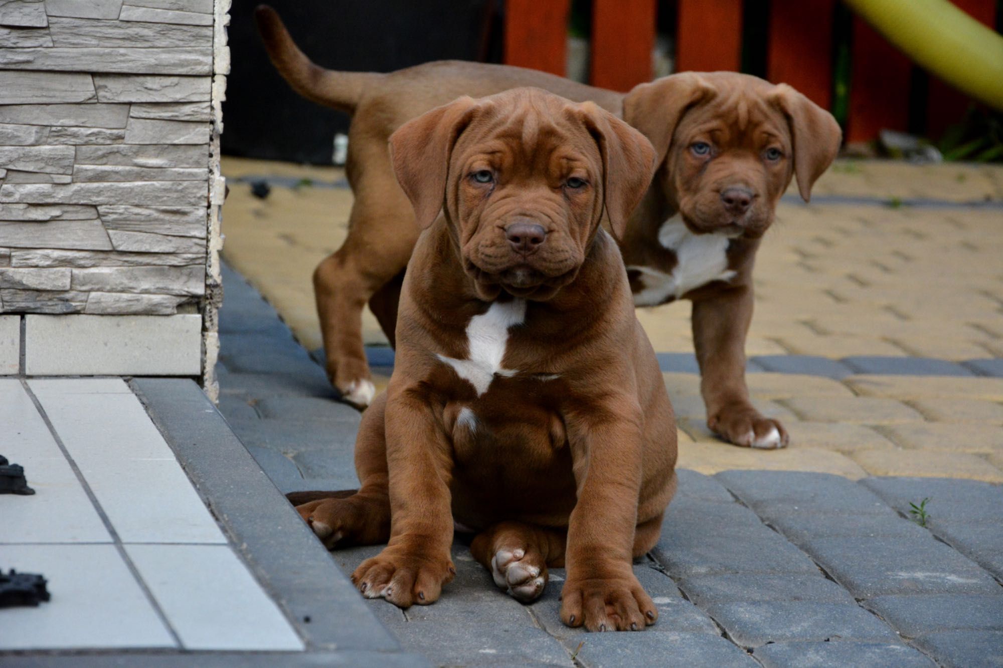 American Bully XL Suczka Champion Bloodline