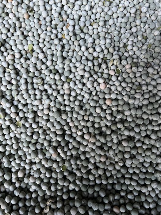 Горох зелений.