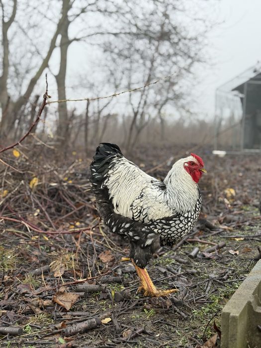 Молоді півні породи Віандот Срібло — чистопородний молодняк
