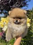 Pomeranian mini mini Bibi 700g