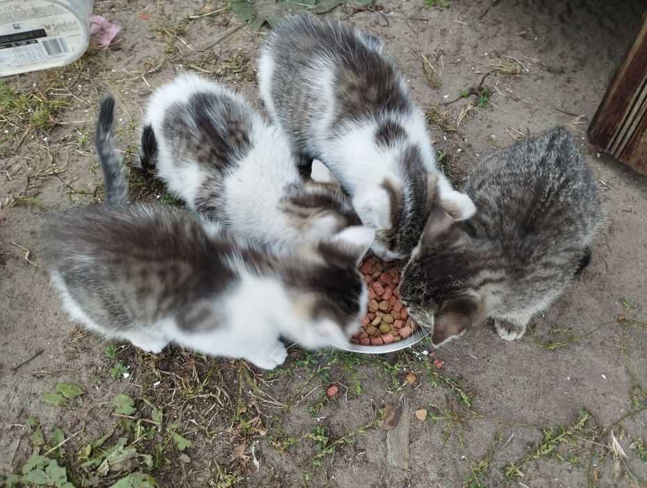 Koty Kocurki oddam za darmo dowóz do 30 km gratis