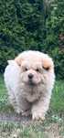 Chow chow do rezerwacji