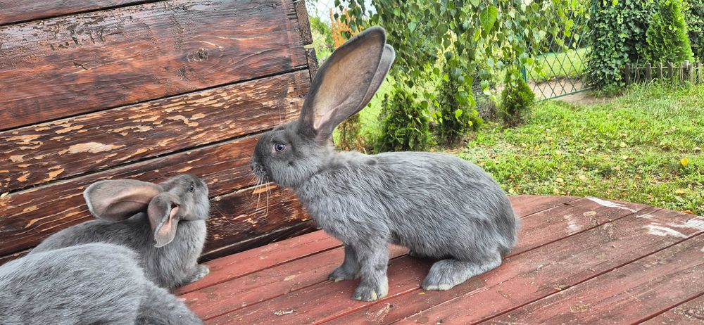 Olbrzym Belgijski niebieski