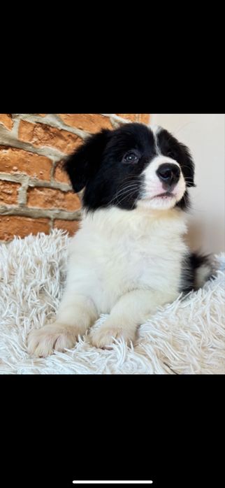 Border collie szczenię z rodowodem gotowy do odbioru