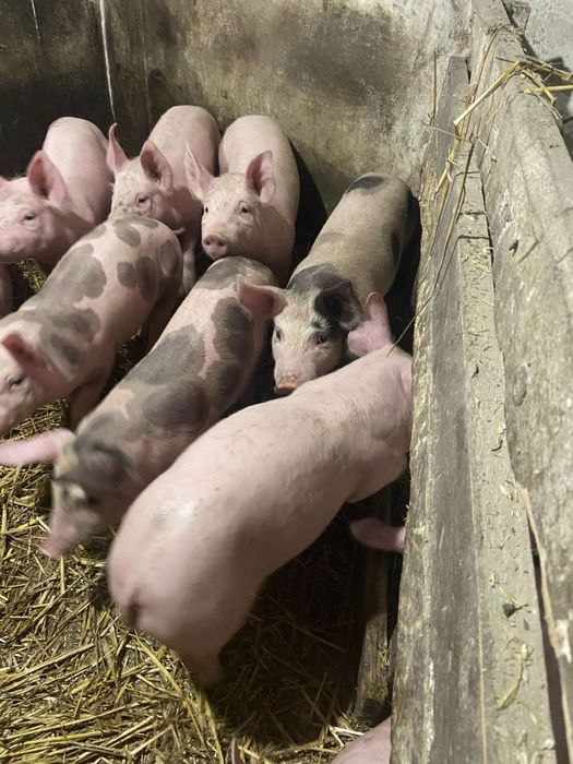 Поросята Свині генетика