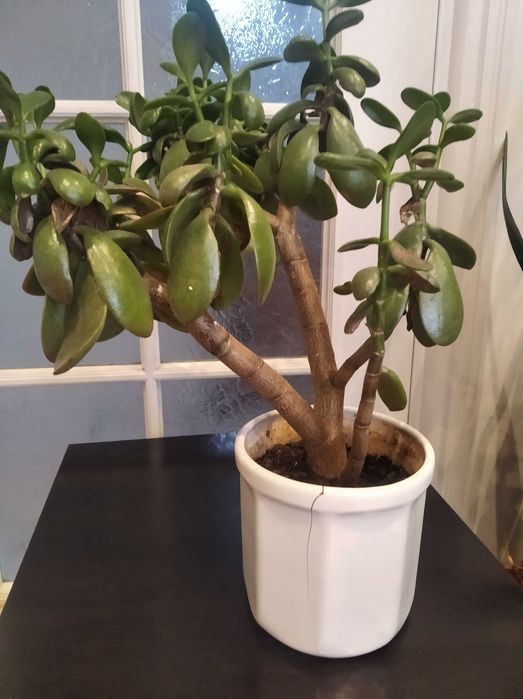 Sprzedam kwiaty doniczkowe