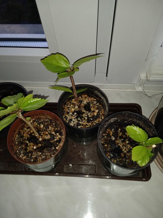 Sadzonki roślin doniczkowych- trzykrotka purpurowa, róża chińska