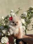 Kremowy piesek szpic miniatiurowy (pomeranian)