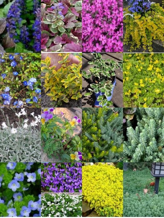 Акебия лиана, жимолость глицини, кампис, роза, мн