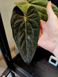 Anthurium x-one szczyt