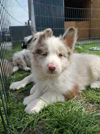 Border Collie Samiec Red Merle