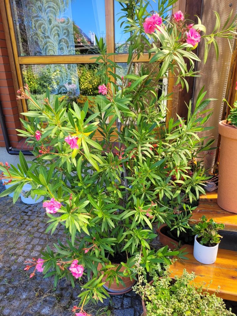 Oleander z różowymi kwiatami