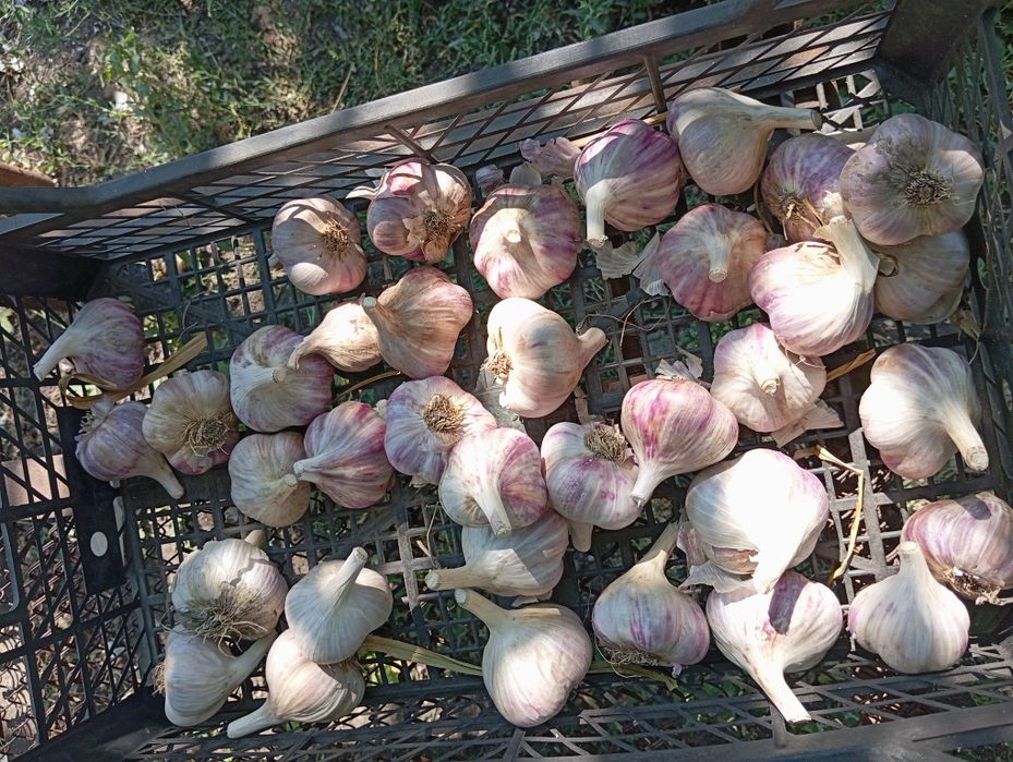 Часник Любаша для посадки та вживання