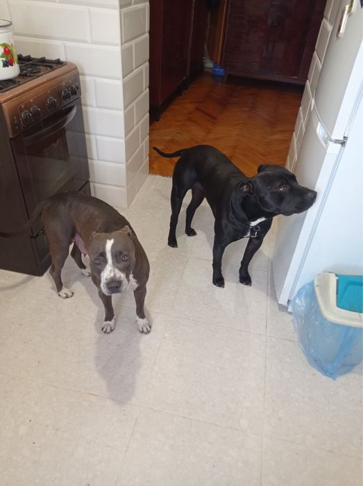 Продаються цуценята Американського пітбультерєра