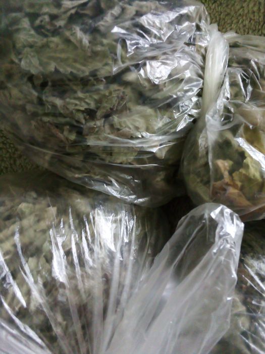 Suszone liście mięty (idealne na herbatę)