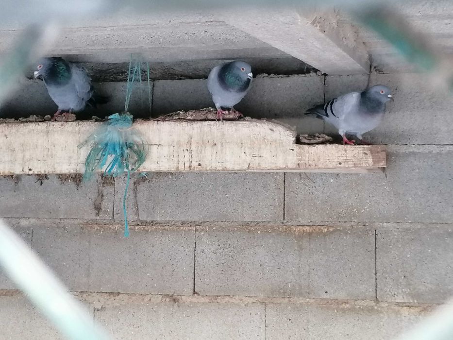 Vendo pombos. Unidade 3€, casal 5€.