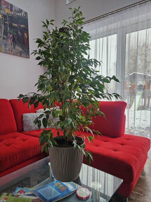 Cena ostateczna Kwiat Fikus DUŻY 110 cm z doniczką