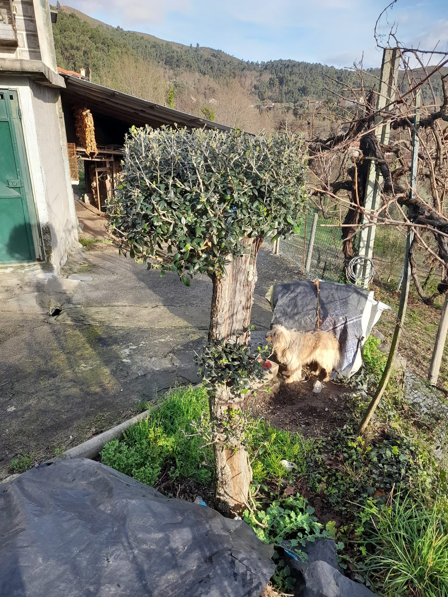 Oliveira para decoraçao jardím