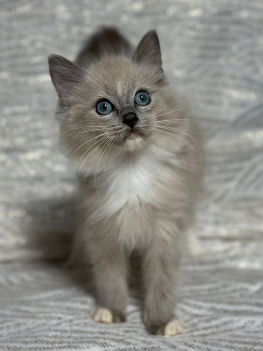 Ragdoll mink koteczka