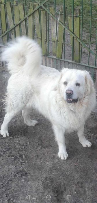 Oddam owczarka podhalańskiego