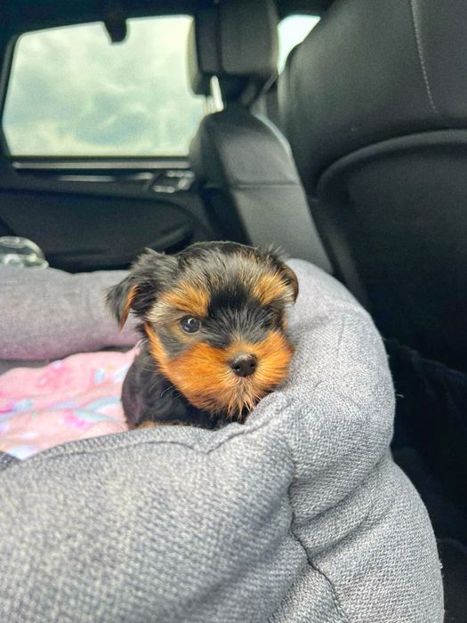 Йорки мікро