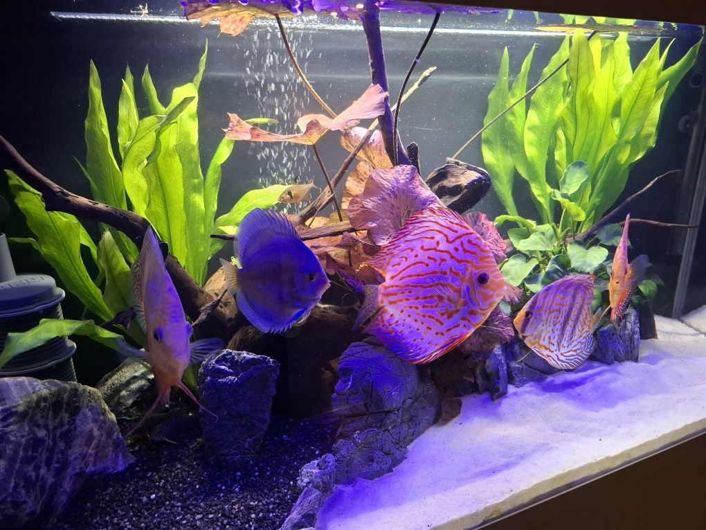 Akwarium 200 l Aquael zestaw akwarium +szafka