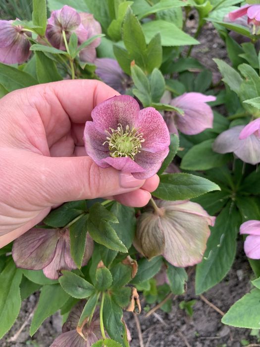 Морозники різного кольору