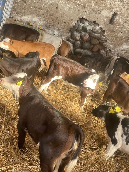 Sprzedam byczki jałówki mięsne Kętrzyn dostawa cała Polska w cenie