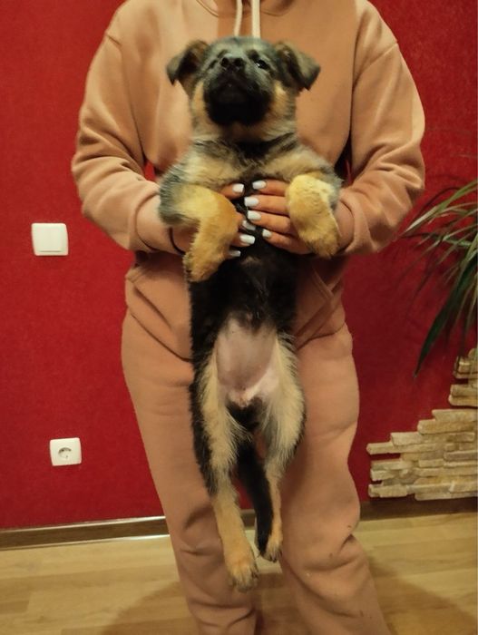 Продам цуценят Німецької вівчарки