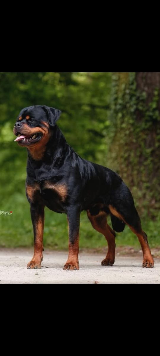 Rottweiler szczenię FCI samiec
