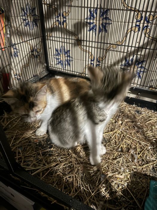 2 Gatinhos para Adopção/ Gratis