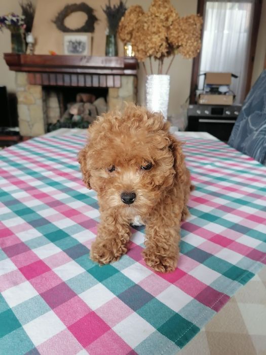 Малята той пудельки