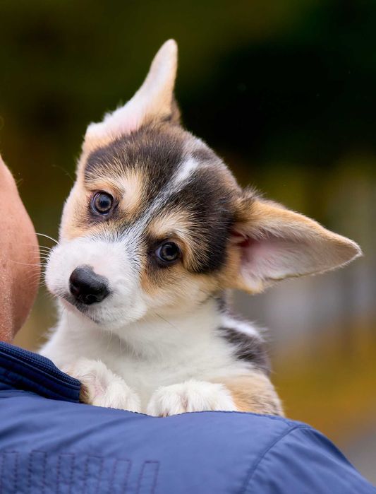 Пропонуємо хлопчика Вельш Коргі Пемброк