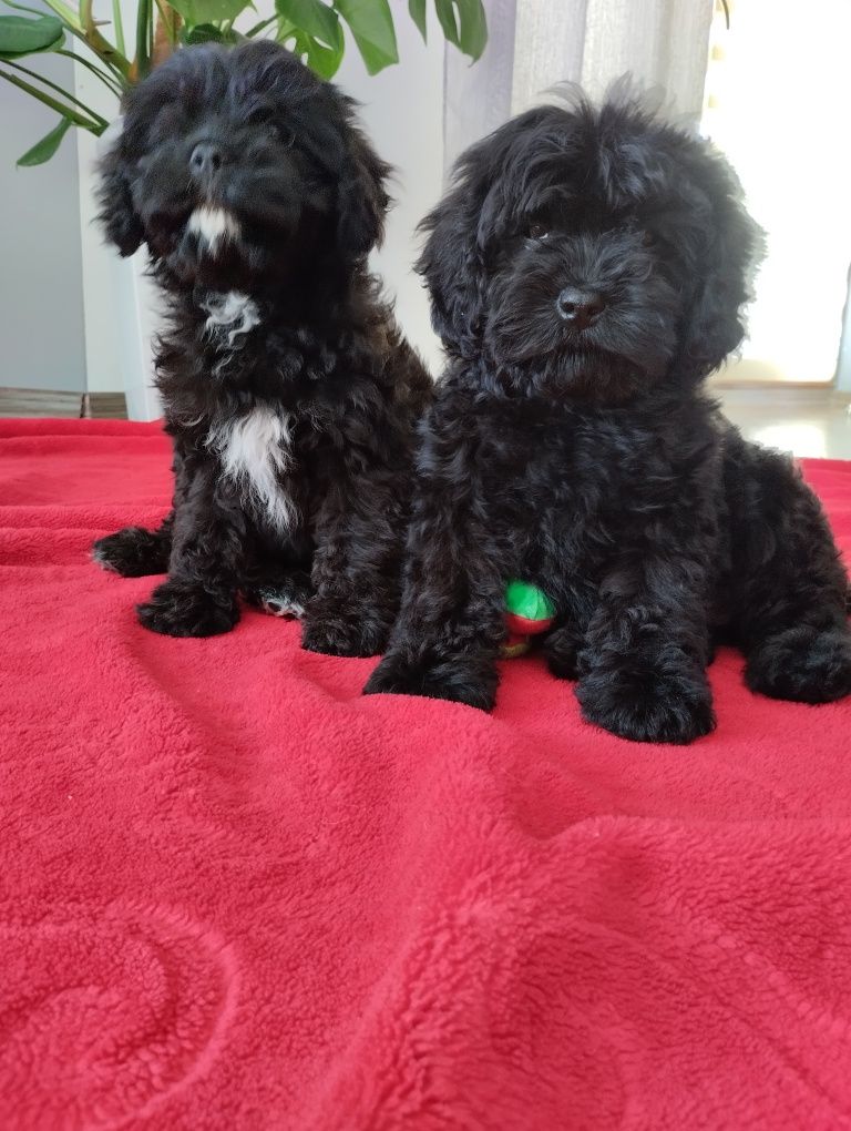 Cavapoo suczka Black mama cavalier tata pudel toy Red brown