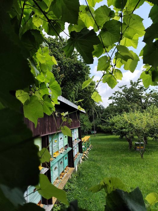 Miód spadziowy z lasów iglasto liściastych z wrzosem i nawłocią