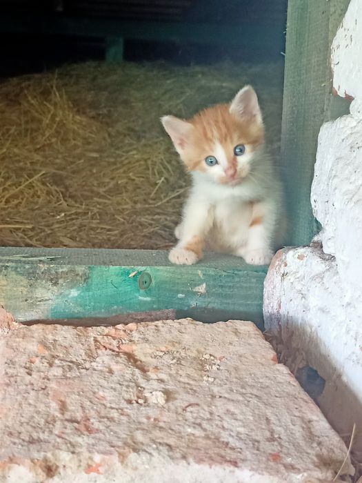 Oddam za darmo małe kotki