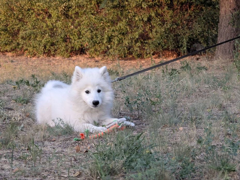 Японский шпиц КСУ