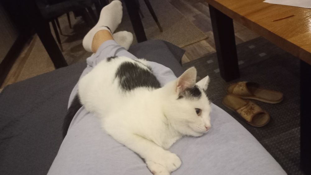 Trzymiesieczna kotka