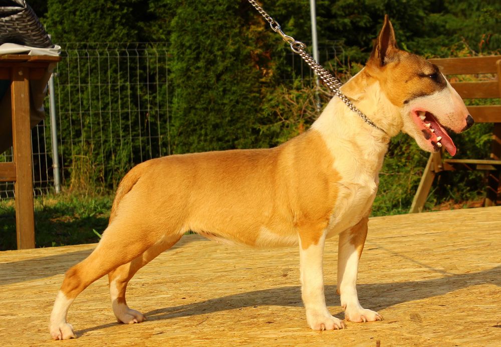 Bulterier miniaturowy umaszczenie rude suczka FCI/ZKwP